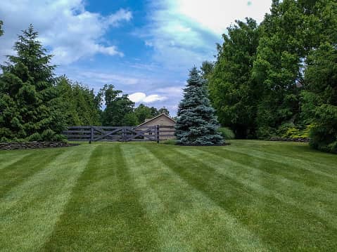 mowed lawn